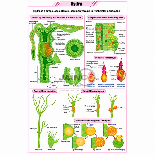 Hydra Chart